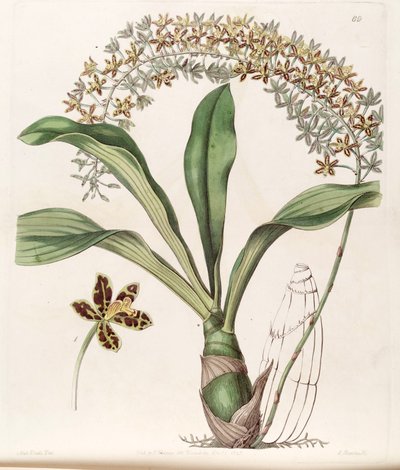 Grammatophyllum scriptum var. scriptum von Miss Drake